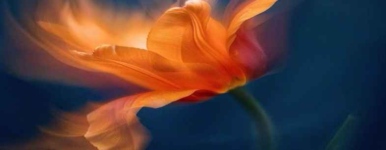 Image d'une fleur rouge orangée